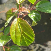 Viburnum betulifolius
